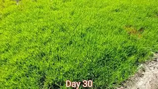 2025 Rice Farming Journey: From Seed to Harvest Day 30