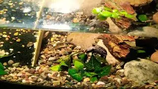 Baby snapping turtle (Titan) VS (pinky mouse)