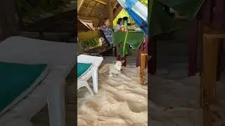 Snoppy, the island dog! #foryou #fypシ #philippines #dog #doglover