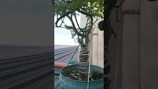 How to bonsai malunggay tree