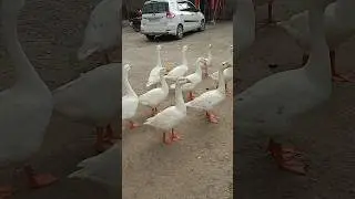 Beautiful and cute ducks roaming around in the open.