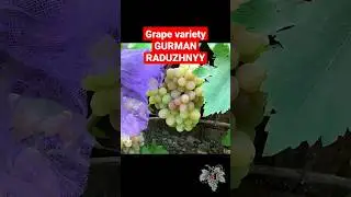 Grape variety GURMAN RADUZHNYY #shorts #vineyard #viticulture #grapecultivation #grapevarieties #top