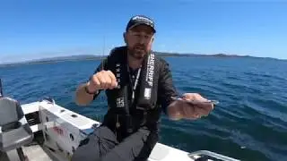 Catching Whiting on Hayabusa Rigs in the Tamar River Tasmania