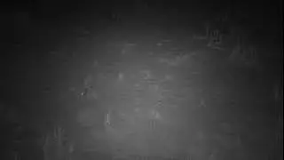 Red Fox Predation at Turtle Garden