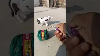 Rc cow toy testing