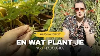 Moestuin Meesters: Wat Zaai Je NU NOG in Augustus 🌱 + Aardbeien Stekken voor MEER Oogst!
