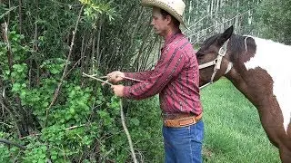 Do's and Dont's for Tying Your Horse to a Tree or Post