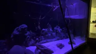 55 gallon tank cycle