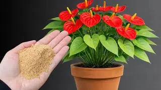 Just Sprinkle This on Top! Anthuriums with No Flowers Suddenly Burst into Bloom.