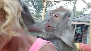 Tap Slap ASMR Macaque Bugs Bullock