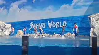 This Dolphin show is amazing in thailand bankok safari world