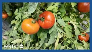 Locally grown tomatoes are in demand in Indiana