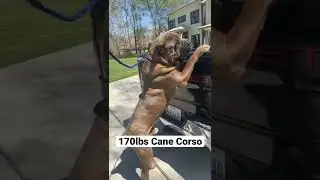 The biggest Cane Corso‼️🦍 #canecorso #italianmastiff #dog #baronacanecorso