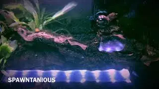 SPAWNTANIOUS- What Is It