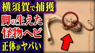 【ゆっくり解説】横須賀で「脚」の生えた怪物ヘビ見つかる…日本国内で見つかった未確認生物UMA３選