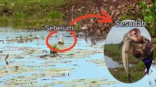 Sambaran Unik | Casting Ikan Gabus Umpan Soft frog | Oasiz Lure | Snakehead Fishing