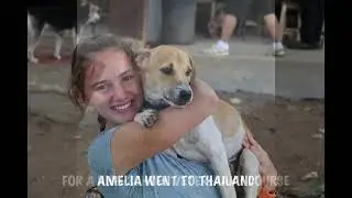 THE TRANSFORMATION OF NAKHON   RESCUE TO THERAPY DOG