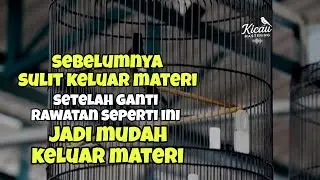 Murai batu sulit keluar materinya coba pakai rawatan ini agar bongkar materi
