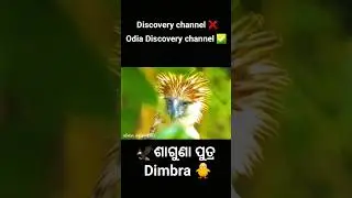 DiscoveryChannel❌Odia Discovery Channel✅#discoverychannel#odiachannel#Odiadiscoverycomedy#odiacomedy