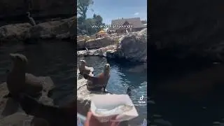 Этот морской лев говорит по-английски!!??? #короткиевидео #короткийканал
