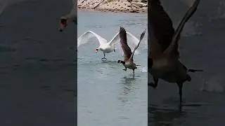 Swan Vs Geese