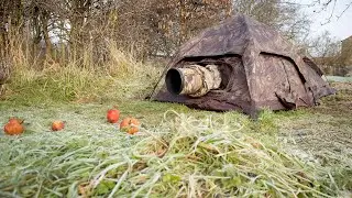 Как фотографировать рябинников — фотосъемка птиц из укрытия Tragopan Hokki V2 (слепой)