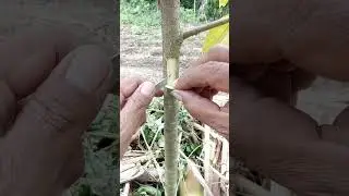 How to bark grafting durian trees #grafting #fruitcutting