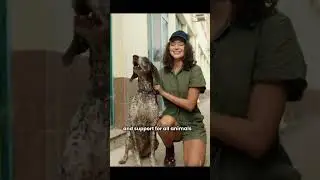 pain #dogshorts #pets #animalshorts #cutedog #dog #puppy #flappy #happydog #funny #cute