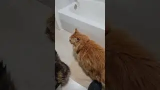 @user4367143463261 Ах, как мило 🥰 #кот #оранжевыйкот #кошачийразговор 😲