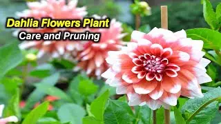 Dahlia flowers plant care and pest control. 