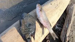Fishing For Catfish, Mullet VS  Cichlid