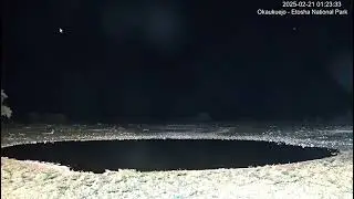 Mystery animal running from right to left. Speed x0.25.