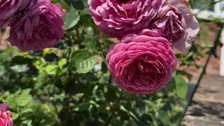 Rose Stress from Insects | Heat Tolerant & Long Lasting Blooms
