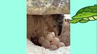Cute and sexy turtle give birth