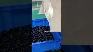 2020 the latest belt type fruit color sorting machine special for blueberry/jasmine@ajlong.cn