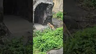紅猴Patas Monkey/Taipei Zoo