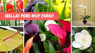 5 FLORES que valen MUY CARAS / &iexcl;Son  HERMOSAS pero su PRECIO es ALT&Iacute;SIMO!