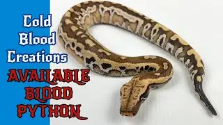 Available Blood Python Cold Blood Creations #coldbloodcreations #snake #bloodpython