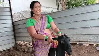 fanny 😂 video goat and sheep riding 😗 riding ke pahle Safai kiyu karna tha?@RGJ24