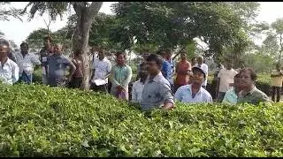 AGROSOFT 4 STROKE TEA PRUNER ACTUAL USE IN GAREDEN