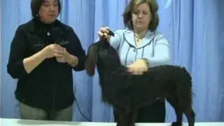 The Boykin Spaniel