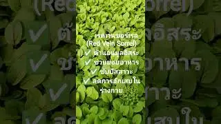 🌿 เรดเวนซอร์เรล (Red Vein Sorrel)
