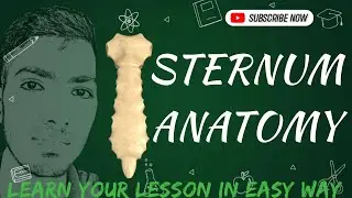 Sternum Bangla Demo Showing Parts,Joints,Muscle Attachment,Clinical Importantance |Thorax| |Anatomy|