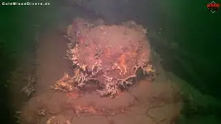 The Wreck of the old floating dock - Cold Blood Divers