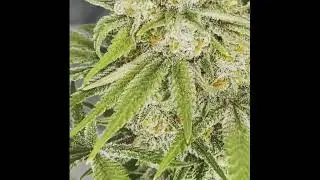 Super Bud Automatic Green House Seeds66 Cannabis Indoor grow  EHG Easy Hydro Grow