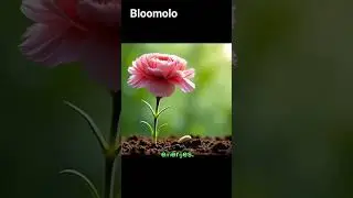 28-second timelapse shows a carnation seed sprouting from moist soil.#shorts #timelapse #flowers