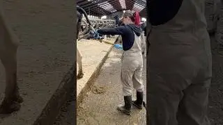 🐄✨ Cow Grooming 101 | How Tail Trimming Keeps Cows Happy & Healthy