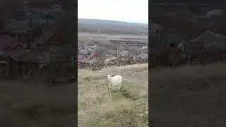 Peaceful Pastures: Join the White Goat's Village Adventure