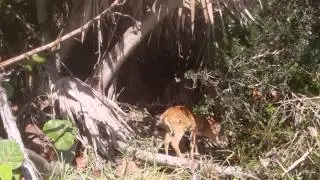 Baby Fawn Key Deer on Big Pine Key in the Florida Keys