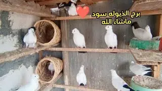 الطيور المميزه🧡خلينه الارافل الذيل اسود الامگذلات كلهن بالبرج 🌹+جبنه فحل كيلوت بصفر❤+فطام فرخات ❤❄
